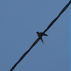 barnswallow