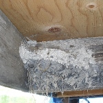 Nest in the woodshed